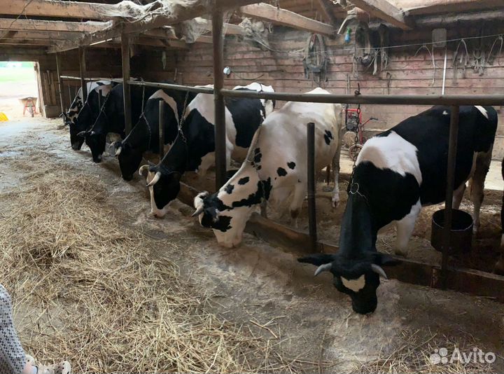 Дойные коровы и овцы