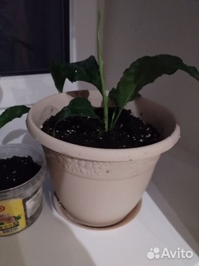 Спатифиллум(женское счастье)