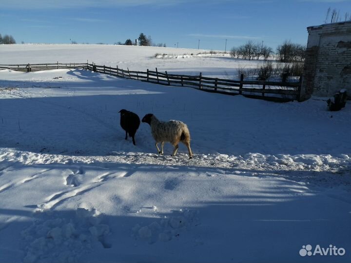 Овцы бараны ягнята
