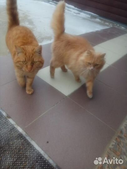 Котик в хорошие руки