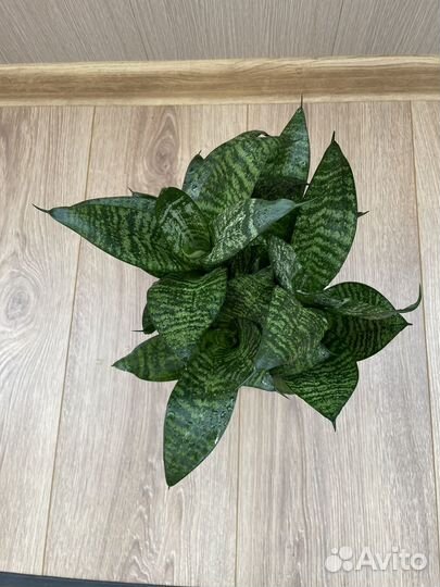 Сансевиерия