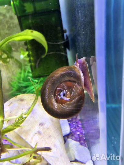 Улитки аквариумные Катушки