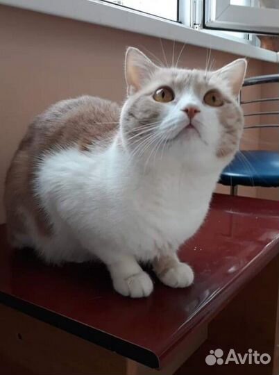 Кот Степан
