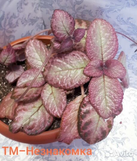 Эписции сортовые