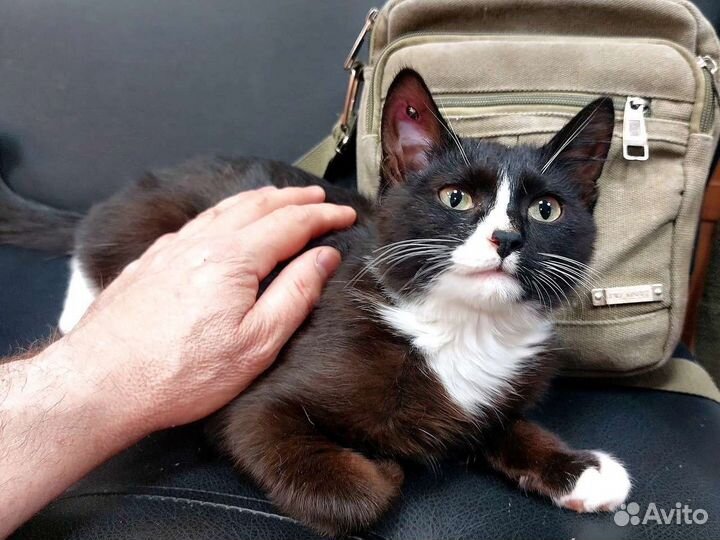 Джентельмен во фраке