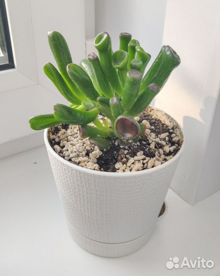 Крассула хоббит