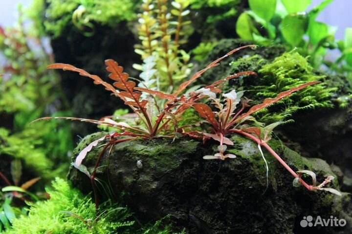 Аквариумные растения набор