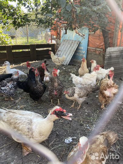 Куры несушки