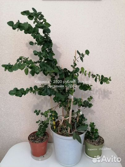 Комнатные растения