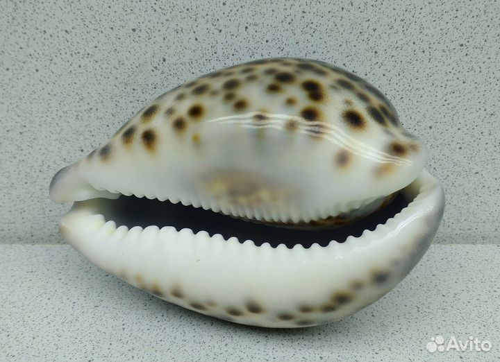 Ципрея Тигрис Каури 9,3 морская ракушка раковина