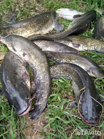 Рыбалка и охота на раскатах в Астраханской области