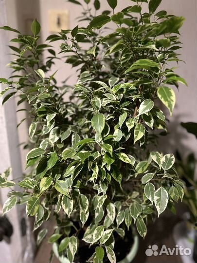 Фикус бенжамина