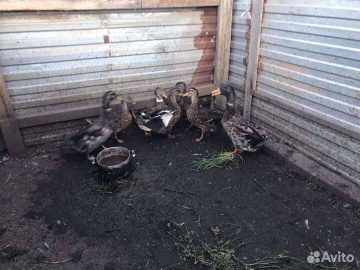 Утки подсадные дикие кряква