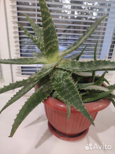 Цветок алоэ