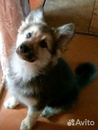 Щенок 3 месяца