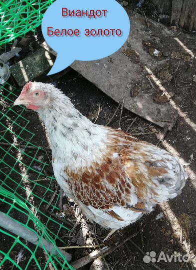 Индейка, петухи