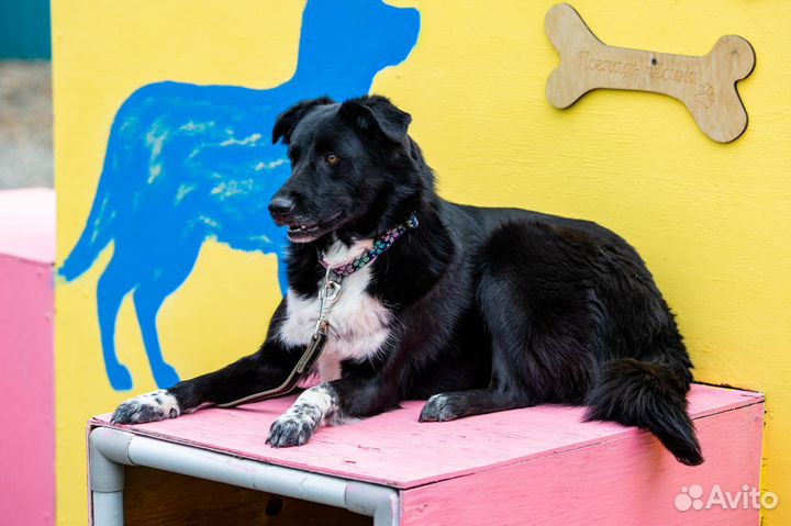 Долли собака