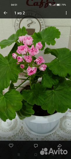 Пеларгония сортовая