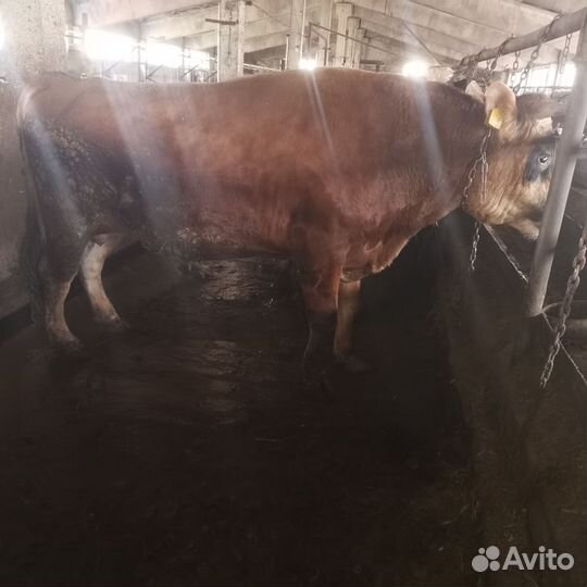 Быки на племя