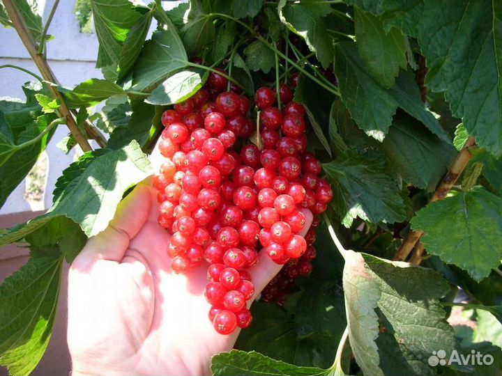 Смородина красная длинно кистевая Ровада