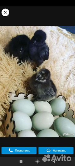 Инкубационное яйцо ухейилюй