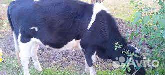 Продается племенная телка