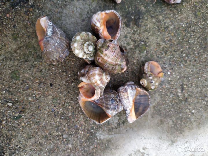 Ракушки, рапан для поделок, аквариумов или украшен