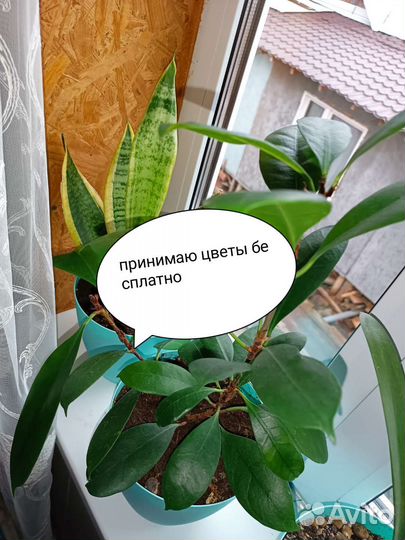 Комнатные растения