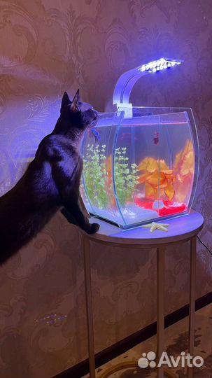 Аквариум
