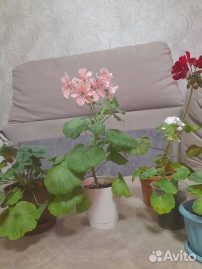 Пеларгония герань