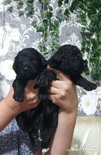 Супер пудельки