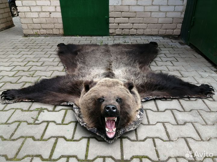 Выделка шкур. Изготовление чучелов. Кострома