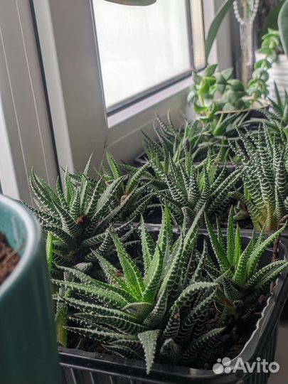 Суккуленты