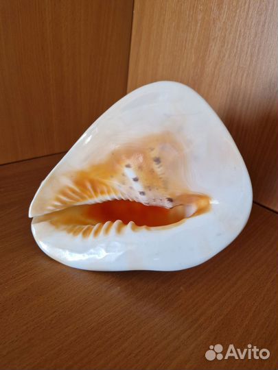 Ракушка морская большая