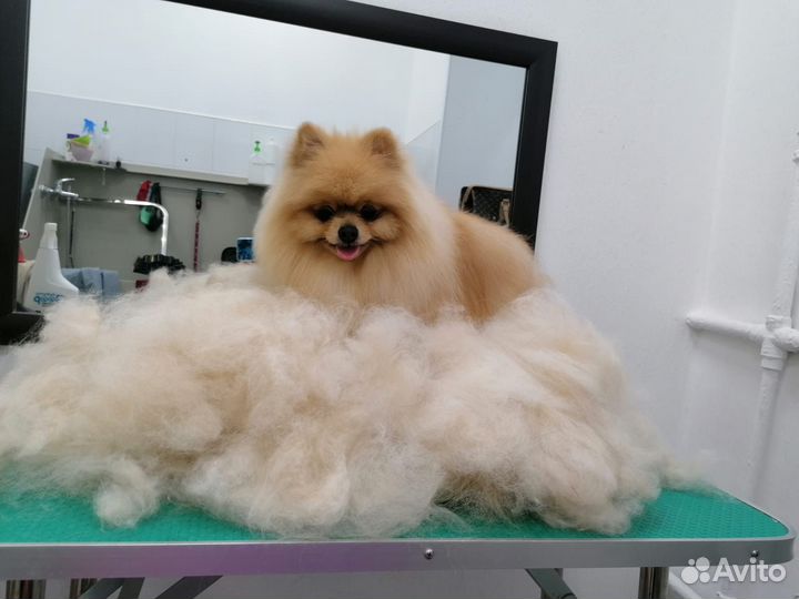 Уход за животными