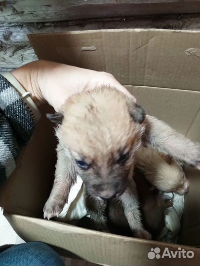 Отдам в добрые руки