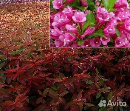 Вейгела цветущая Вингс оф Файер - Wings of Fire