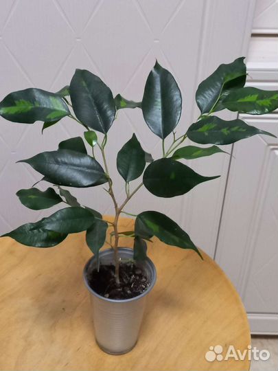 Фикус бенджамина; Каучук; молочай;
