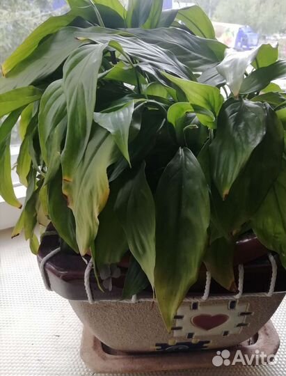 Дримиопсис и спатифиллумы