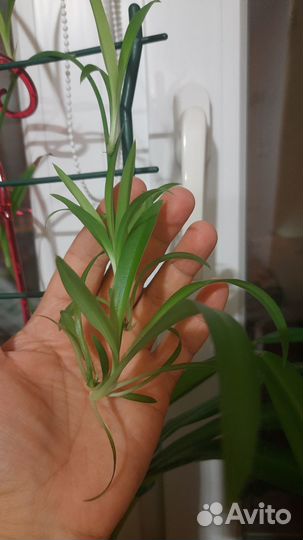 Комнатные цветы бесплатно Хлорофитум (отростки)