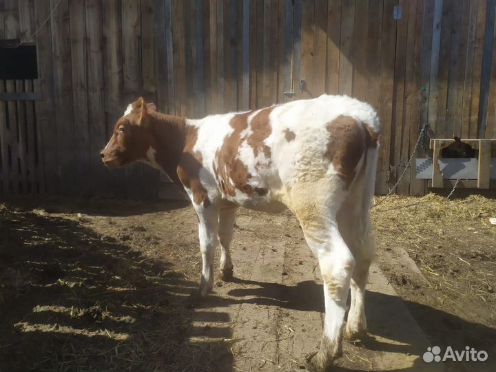 Продам телочку