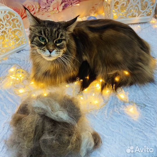 Стрижка спаниелей, груминг собак и кошек