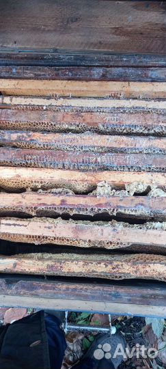 Пчелы и улья