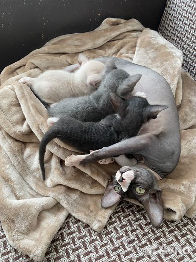 Котята Сфинкс Браш