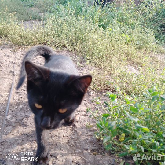 Котята в добрые руки бесплатно