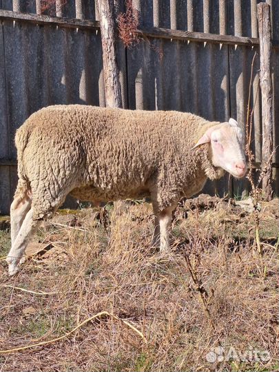 Баранчики Тексель