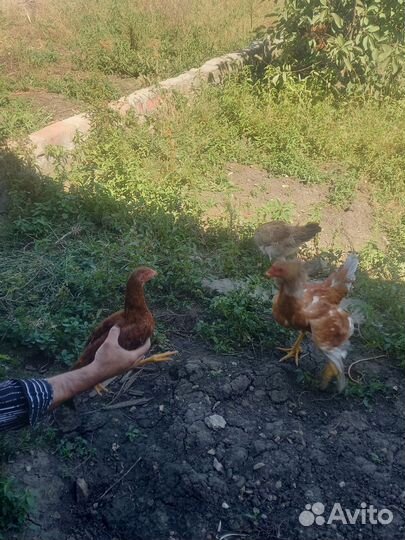Молодые петухи