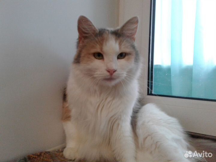 Кошка Бонечка