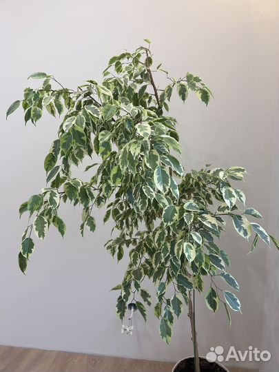 Фикус бенджамина