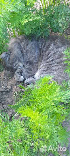 Кот британец в добрые руки